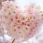 تصویر استوک شکوفه های بهاری به شکل قلب