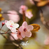 تصویر استوک شکوفه بهاری سیب